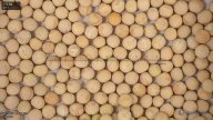 seed