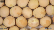 column seed