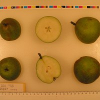 Click for 2 image(s) for this accession. Image