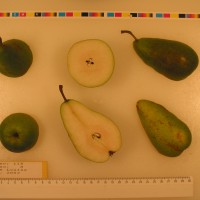 Click for 2 image(s) for this accession. Image