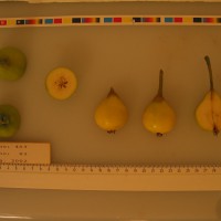 Click for 2 image(s) for this accession. Image