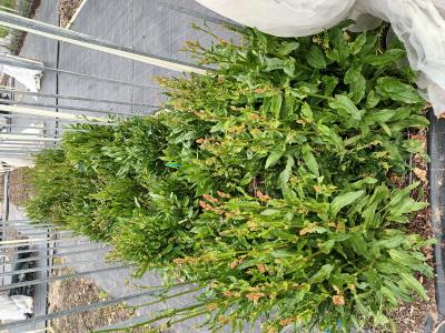column Plant