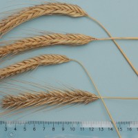 Click for 1 image(s) for this accession. Image