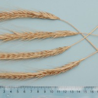 Click for 1 image(s) for this accession. Image