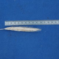 Click for 4 image(s) for this accession. Image