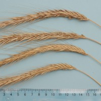 Click for 1 image(s) for this accession. Image