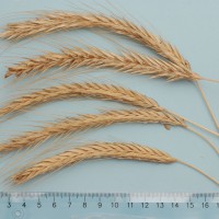 Click for 1 image(s) for this accession. Image