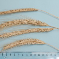 Click for 1 image(s) for this accession. Image