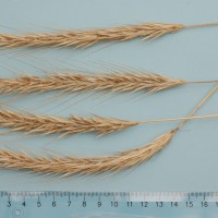 Click for 1 image(s) for this accession. Image