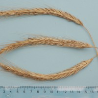 Click for 1 image(s) for this accession. Image