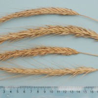 Click for 1 image(s) for this accession. Image