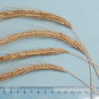 Click for 1 image(s) for this accession. Image