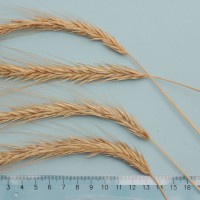Click for 1 image(s) for this accession. Image