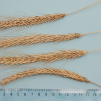 Click for 1 image(s) for this accession. Image