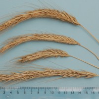 Click for 1 image(s) for this accession. Image