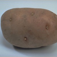 Click for 6 image(s) for this accession. Image