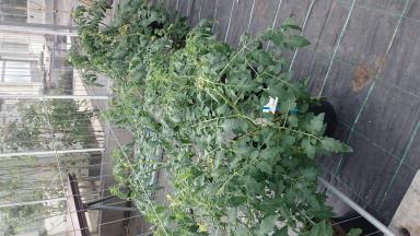 column Plant