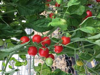 Click for 3 image(s) for this accession. Plant