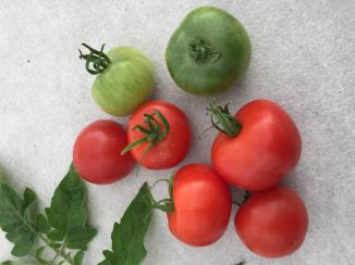 column Fruit