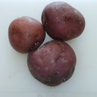 Click for 4 image(s) for this accession. Image