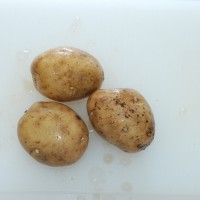 Click for 1 image(s) for this accession. Image