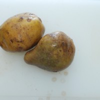 Click for 1 image(s) for this accession. Image