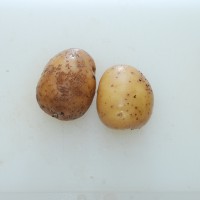 Click for 1 image(s) for this accession. Image