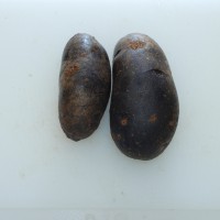 Click for 2 image(s) for this accession. Image