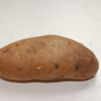 Click for 3 image(s) for this accession. Image