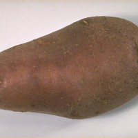 Click for 7 image(s) for this accession. Image