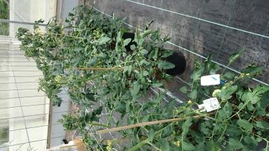 column Plant