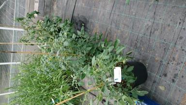 Click for 3 image(s) for this accession. Plant