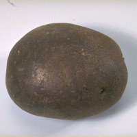 Click for 6 image(s) for this accession. Image
