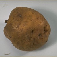 Click for 6 image(s) for this accession. Image