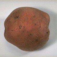 Click for 7 image(s) for this accession. Image
