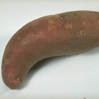 Click for 8 image(s) for this accession. Image