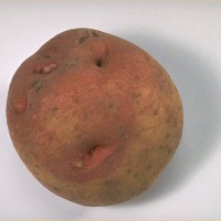 Click for 6 image(s) for this accession. Image