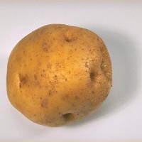 Click for 6 image(s) for this accession. Image