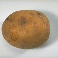 Click for 6 image(s) for this accession. Image