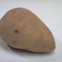Click for 7 image(s) for this accession. Image