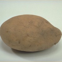 Click for 8 image(s) for this accession. Image