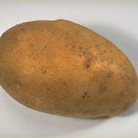 Click for 8 image(s) for this accession. Image