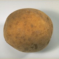 Click for 5 image(s) for this accession. Image