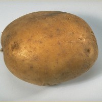 Click for 6 image(s) for this accession. Image