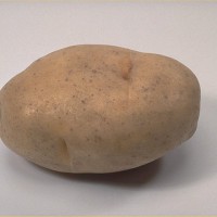 Click for 6 image(s) for this accession. Image