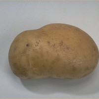 Click for 4 image(s) for this accession. Image
