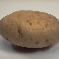 Click for 6 image(s) for this accession. Image