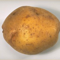 Click for 7 image(s) for this accession. Image