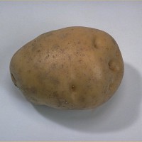 Click for 7 image(s) for this accession. Image