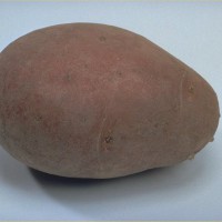 Click for 6 image(s) for this accession. Image